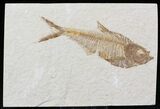 Diplomystus Fossil Fish - Wyoming #22355-1